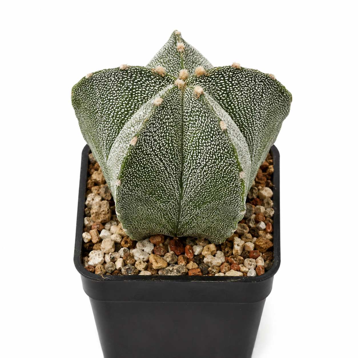 Astrophytum myriostigma